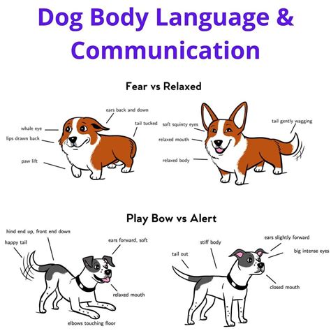 Dog Training Dog Body Language Dog Training Training Your Dog