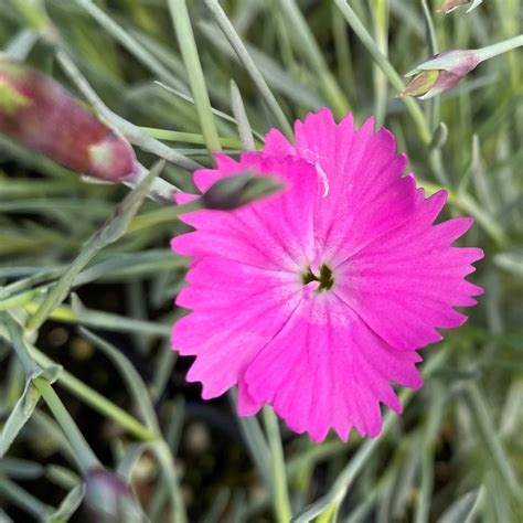 Dianthus ‘firewitch Pinks Cavanos Perennials