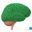 Lobes Of The Brain Anatomy Functions And Clinical Facts  Kenhub