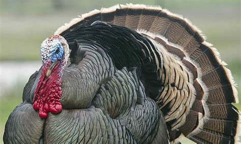 Wild Turkey — Texas Parks And Wildlife Department