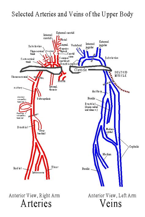 Arteries Diagram Upper Body Vessels Of Upper Limb Arteries Veins