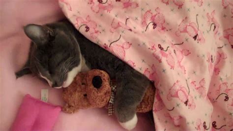 Cute Kitty Cat Loves To Hug His Teddy Bear Youtube