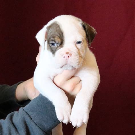 Olde English Bulldogge Puppies For Sale From Evolution Bulldogges