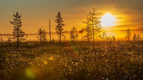 Summer In Lapland Arctic Light 247 And Lush Green Shades Film Lapland