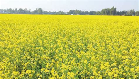Bogura Mustard Farmers Happy With Yields Prices Agriculture News