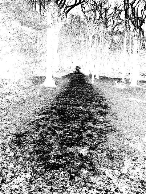 Monochromatic Forest Trees In Highgate Wood 25 Photograph By Artist Dot