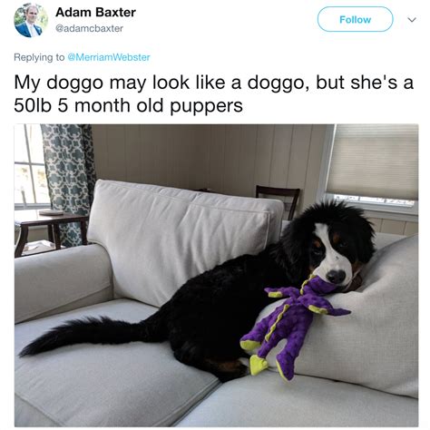 Big Pupper Doggo Know Your Meme