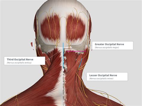 Greater Occipital Nerve Decompression I A Midline Incision As Far My