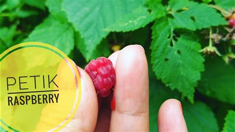 PANEN RASPBERRY Di KEBUN YouTube