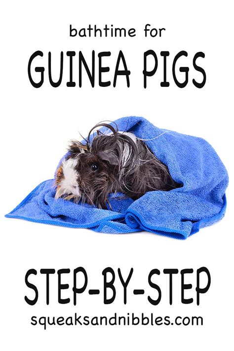 Stake although lower than a fence, and it can still be used to hold a horse; Can You Give Guinea Pigs A Bath - Top Tips And Step By ...
