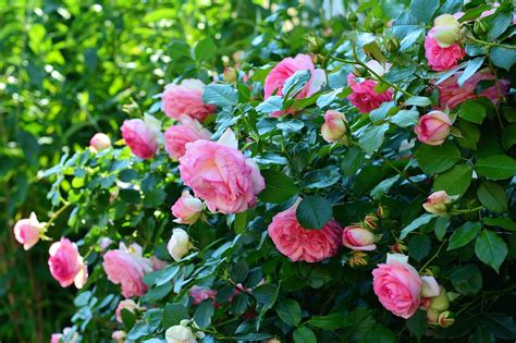 Jak Dbać O Róże W Ogrodzie Uprawa Pielęgnacja I Przycinanie