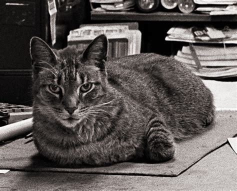 We did not find results for: Cat on the counter of Waynedale Plumbing Supply ...