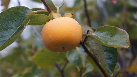 14 Fast Growing Fruit Trees Southern California That Is Low Maintenance