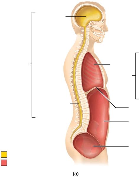 Dorsal And Ventral Body Cavities Lateral View Diagram Quizlet