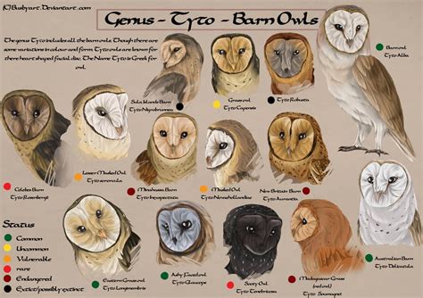 An Image Of Different Types Of Owls In Their Natural Habitat Colors And