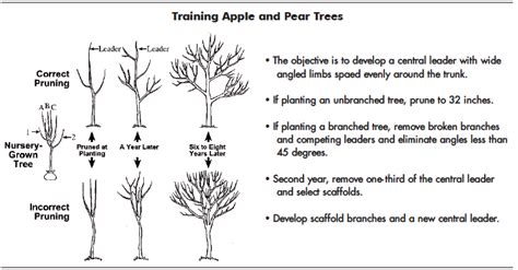 The average bearing age of fruit trees is as follows; Fruit and Nut Review - Apples and Pears | Mississippi ...