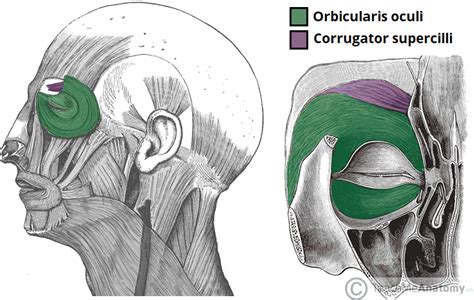 The Muscles Of Facial Expression Orbital Group Nasal Group Oral