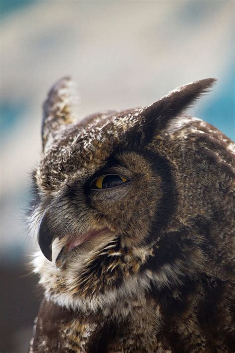 Great Horned Owl Bubo Virginianus Bild Kaufen 71006672 Lookphotos