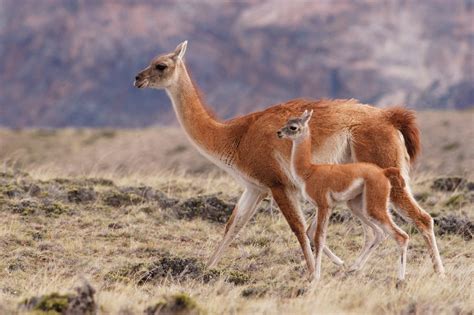 10 Things To Know About Guanacos