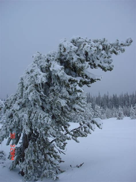 West yellowstone offers 400 miles of snowmobiling terrain outside yellowstone national park on national forest service land and has a. Snowmobiling in West Yellowstone, MT so beautiful! | West ...