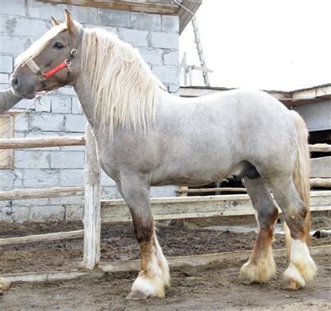 lithuanian heavy draught horse info origin history pictures