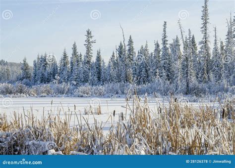 Peaceful Winter Scene Stock Photo Image Of Fresh Card 28126378