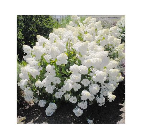 Neoskon 50 Pee Gee Hydrangea Paniculata Peegee Panicle Seeds