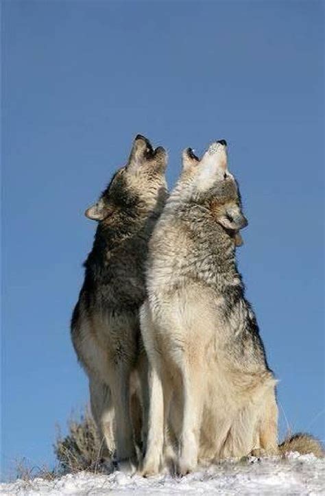 Pin By Holly Celeste On Wolf Wolf Photos Animals Beautiful Wolf Dog