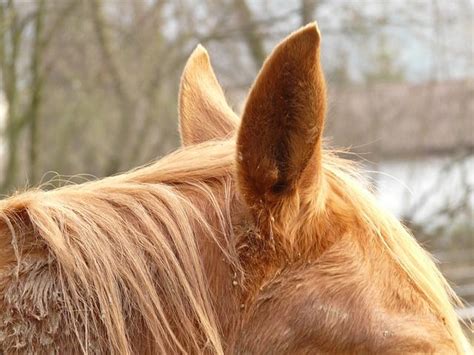 Horse Ears Free Photo On Pixabay Horse Ears Horses Horse And Human