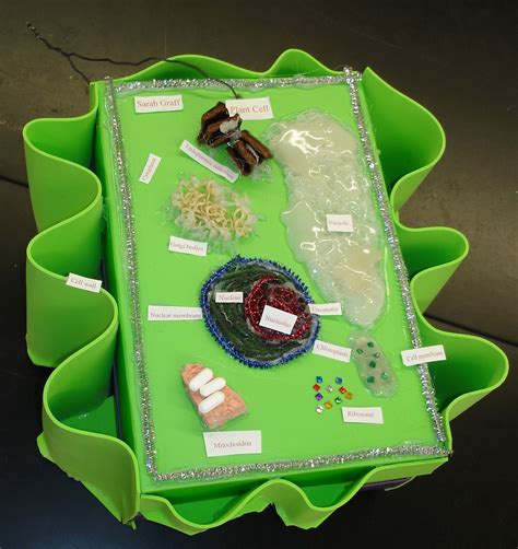 Plant Cell Notice Great Cell Wall 2010 3d Plant Cell Model 3d