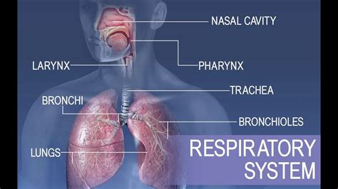 Anatomy And Physiology Of Respiratory System