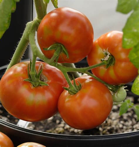 Siletz Organic Tomato Seeds - West Coast Seeds