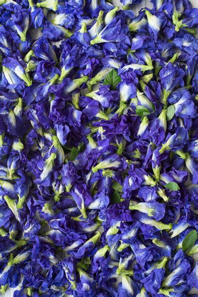 The flower boasts a long list of ayuverdic properties and people love the bright blue color and the fact that it changes color to a nice purple color when. Dried Butterfly Pea Flower (0.5 Oz.)