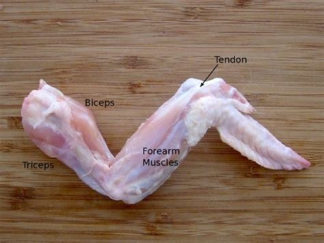 89bodysystems2016 Skeletal And Muscular System Chicken Wing