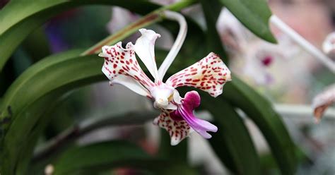 Grow And Care Vanda Tricolor Orchid The Soft Vanda Travaldos Blog