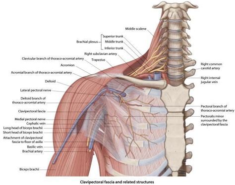 Diagram Of Shoulder Nerves And Muscles Medical Terms Class Muscles