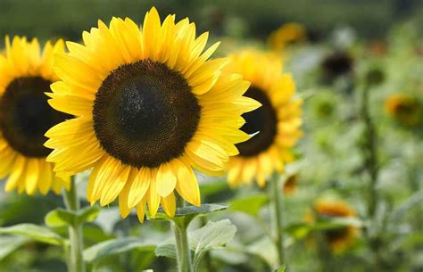 Are Sunflowers Perennials