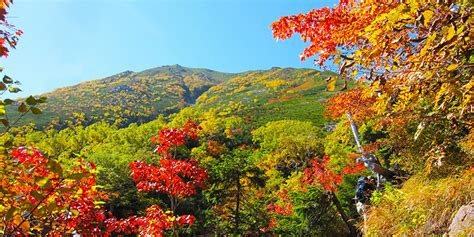 What Trees Have The Best Autumn Colors In Japan