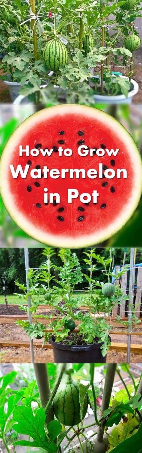 Learn How To Grow Watermelon In Pots Growing Watermelon In Containers