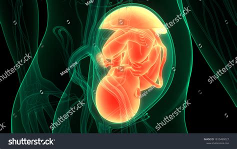 Ilustrasi Stok Human Fetus Baby Womb Anatomy 3d 1810480027 Shutterstock