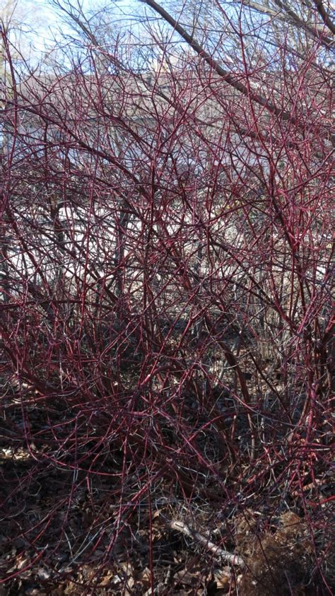Red Willow Shrub Tree Pictures Blog