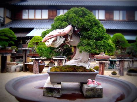 An 800 Year Old Bonsai Tree At Shunkaen By Sensei Kunio Kobayashi See