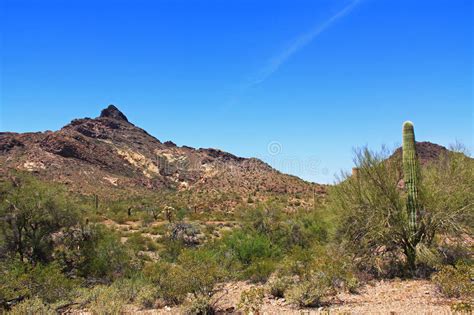 Organ pipe cactus national monument. Pinkley Peak In Organ Pipe Cactus National Monument Stock ...