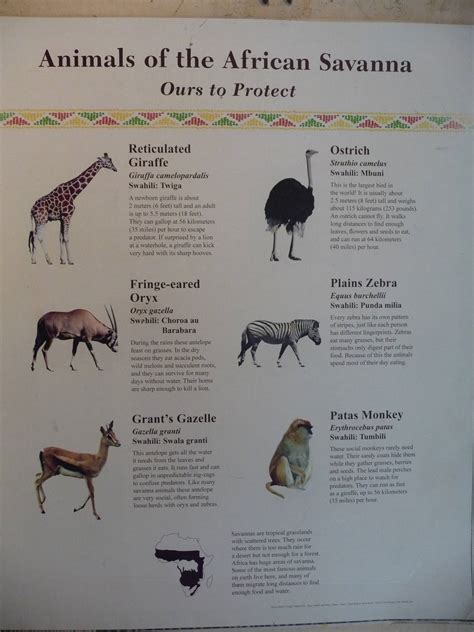 African Animals List Examples And Forms