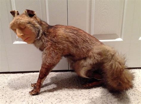 Vintage Taxidermy Fox With Human Wax Face