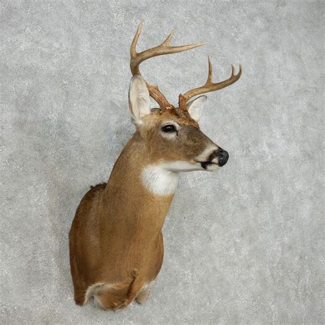Whitetail Deer Taxidermy Shoulder Mount For Sale 14132 The Taxidermy
