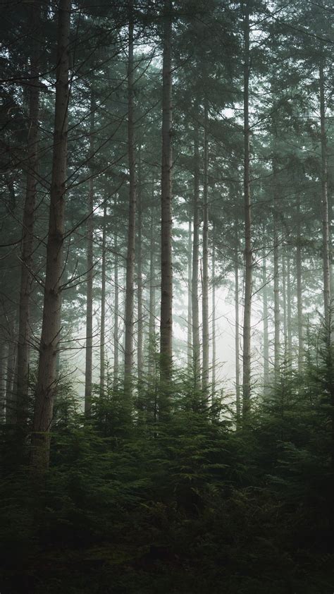 Download Wallpaper 1080x1920 Forest Trees Pines Fog Samsung Galaxy