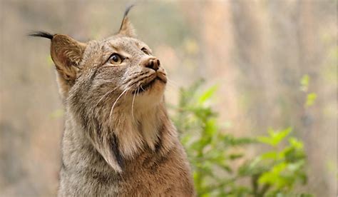 The original bloodline for the american bobtail includes a smorgasbord of big domestic cat breeds, including the birman, himalayan, tabby. The Wild Cats of North America - WorldAtlas.com