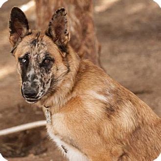 This cross is usually called a belgian malinois german. Federal Way, WA - Belgian Malinois/Australian Shepherd Mix ...