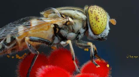 Flower Fly By Bug Eye 500px Macro Pictures Close Up Photography